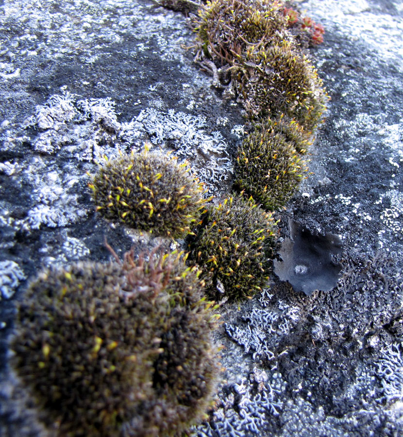 Grimmia longirostris